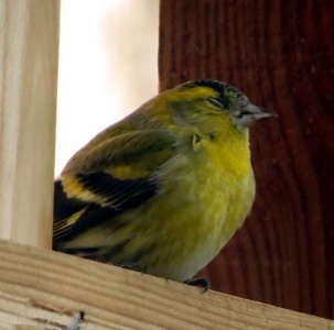 siskin - injured (Carduelis spinus) Kenneth Noble